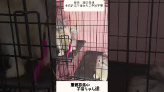 #里親募集中子猫アゴはネコ #猫のいる暮らし #里親募集中