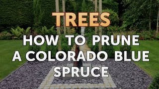 How to Prune a Colorado Blue Spruce