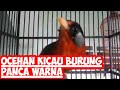 Ocehan Kicau Burung Panca Warna