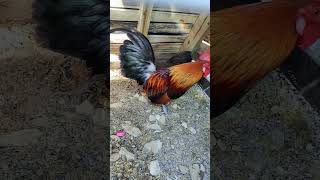 ព្រៃលក់099660650 #bantam #rooster