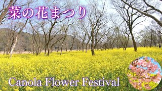 Canola Flower Festival in Ehime \u0026 Kochi:Yellow Hill of Inuyose Pass/ Nyuta Canola Flower Field