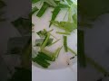 Lintah di sayur kangkung real nyata