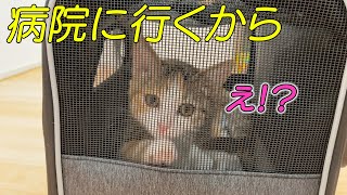 【三毛猫】苦労かけずにキャリーバックに入る子猫