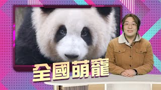 【on.cc東網】東網奇趣：大熊貓識聽四川話？進身頂流熱爆網