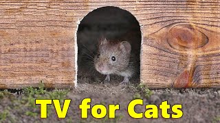 Cat TV 🐭 Mouse in The Jerry Hole Fun