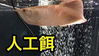 アルビノシルバーアロワナ　餌やり！　あの餌を食べてます！　古代魚