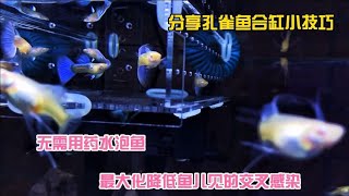 分享孔雀鱼合缸小技巧，最大化降低交叉感染，无需用药水泡鱼