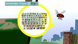 What’s the Buzz about Bees?