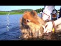 pomeranian swimming in the river for the first time.