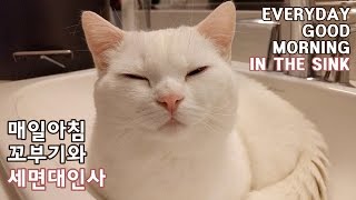 매일 아침 꼬부기와 세면대 인사 - 1살 2개월 오드아이 먼치킨 고양이 Munchkin Cat Gato マンチカンねこ