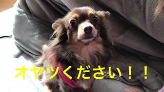 犬のおもしろ動画！愛犬チワワ、ファタのおやつちょうだい！！