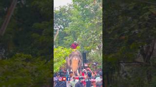 Thechikotteramachandran thootha Pooram Cherpulassery #elephant #fireworks #travel #aana #shortvideo