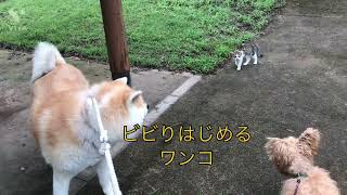 猫に怒られる秋田犬#秋田犬 #あきたいぬ #akitainu #猫 #猫動画 #shorts