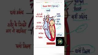 कैसे काम करता है ? हृदय की संरचना एवं कार्य | Human Heart \u0026 Its Function in Hindi