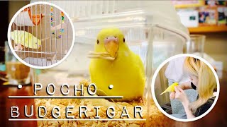 [L13🐣]セキセイインコルチノーお迎え Budgerigar Pocho