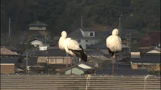 コウノトリ文化館の上に留まる放鳥コウノトリ07-012