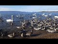 猪苗代湖の白鳥