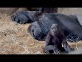 ♪gorilla happy with new straw😄わらの上で遊ぶゴリラの子達💞