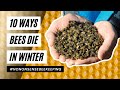 Why Do Bees Die In Winter - How Do Bees Die Over Winter - How to Over Winter Bees