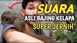 SUARA PIKAT TUPAI BAJING KELAPA AMPUH | voice calls out for squirrel #animalsounds #squirrel