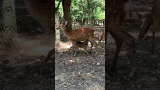 【奈良公園】バンビちゃん授乳／気合い入り過ぎてズルっと足が