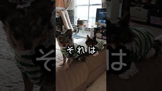 こんな所で？😄ウチの子は可愛さも独特#shorts #チワワ #多頭飼い