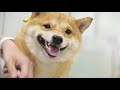 smiles bring happiness shiba inu grooming