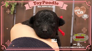 トイプードル子犬｜2025.1.15生（13日齢）③｜グレーorブラック｜女の子｜滋賀県