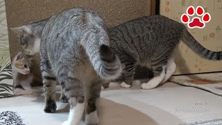 子猫まや、7回目の猫部屋訪問。猫部屋探検【瀬戸のまや日記】Cute kitten Maya's 7th visit to the cats room.