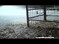 トレイルカメラ_i02_2022.08.12_ウリボウ１ 捕獲