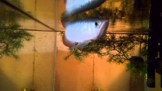 Unboxing My Asian Arowana