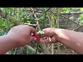 best method of propagation lemon tree by air layering lemontree gardening