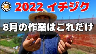 【イチジク】8月の作業はこれだけです