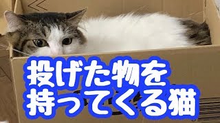 投げた物を持ってくる猫