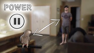 How to Get CLOSE To Your TERRIFIED Bird | The Power Pause Training Technique