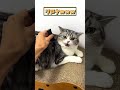 ネッコの動画で癒されたら寝ろｗｗｗ　 2ch 2ch動物スレ 2ch面白いスレ 動物 犬 猫 癒やし ねこ