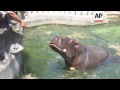 Serbia zoo workers battle to keep animals cool