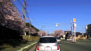 NSD-4 [大津桜並木-20110404 Ozu row of cherry blossoms]