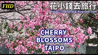 Cherry Blossom at Taipo Farmer's Market 2023!! 大埔農墟櫻花滿開!! Flowers Viewing Hong Kong Spring