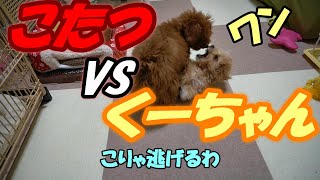 こたつとくーちゃんの激しめのじゃれあい🧸🐶【ﾄｲﾌﾟｰﾄﾞﾙこたつの部屋】