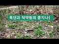 꽃이 예쁜 지피식물 10종 추천 24년 가드닝 경험