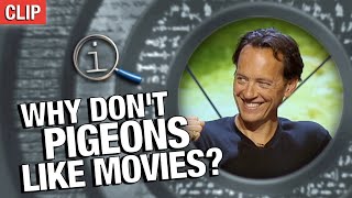 Why Don't Pigeons Like Movies? | QI