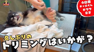 久しぶりだけど暴れないでね！チワワの噛み犬トリミング！！