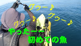 【カヤックフィッシング】無茶苦茶、美味しい♪初めての魚