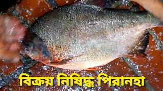 নিষিদ্ধ পিরানহা মাছ। Piranha Fish Cutting Skills. Amazing Fish Cutting \u0026Chopping. #real_fishing