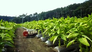 Tobacco Farming and  Harvest - Asian Tobacco Cultivation Technology