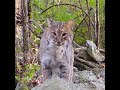 prowling bobcat marking u0026 grooming for you amazing