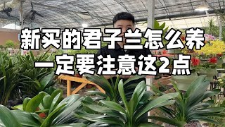 新买的君子兰怎么养 一定要注意这2点