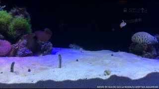 チンアナゴ＠沼津港深海水族館