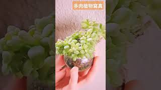 《多肉植物寫真 》姬秋麗\u0026艾倫#多肉植物 #多肉寄せ植え #多肉 #succulents#succulentlife  #suculentas